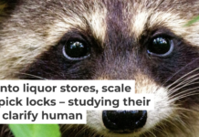 The moment you look away from those adorable eyes, these mischievous creatures will sneak out of your lab. Joshua J. Cotten/Unsplash, CC BY-SA